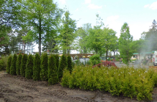 Garten- und Landschaftsbau Peter Ruch - Gärtnerei am  Heiligensee - Floristik