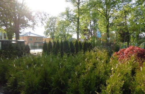 Garten- und Landschaftsbau Peter Ruch - Gärtnerei am  Heiligensee - Floristik